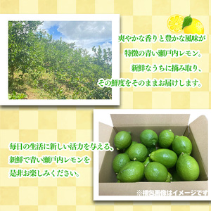 【レモン】【2026年10月頃から順次発送】グリーンレモン 約5kg ｜愛媛県松山市【MSD003_g】
