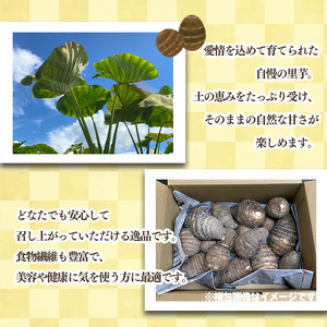 【2026年10月頃から順次発送】里芋(愛媛農試V2号) 4kg | 期間限定 さといも 里芋 サトイモ 国産 愛媛県産 ブランド えひめ 松山市 松山市ふるさと納税返礼品【MSD005】