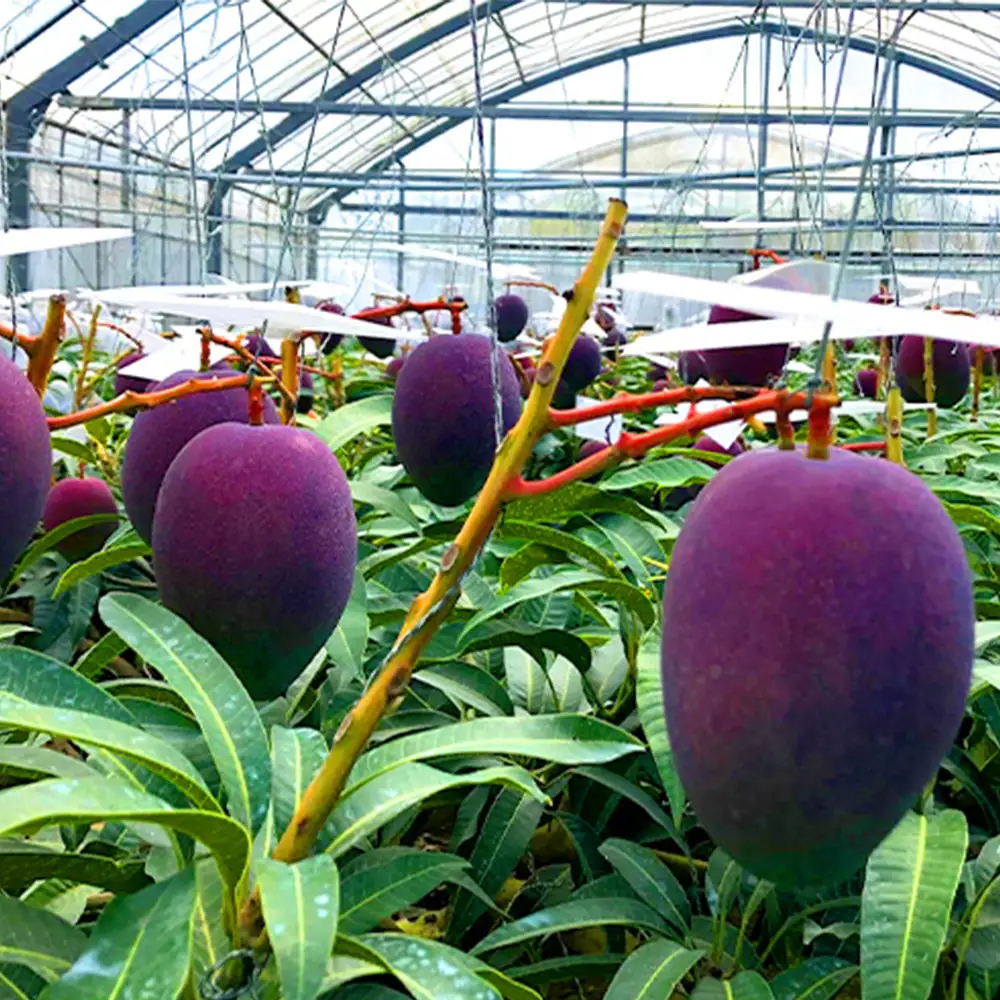 2026年発送【沖縄やんばる産】約2kg　家庭で楽しむアップルマンゴー （Ms mango farm） 南国 南国フルーツ 先行予約 期間限定 沖縄 甘味 糖度 フルーツ 果物 果実 プレゼント ギフト トロピカル 数量限定 予約 おすすめ くだもの 太陽 やんばる 自然