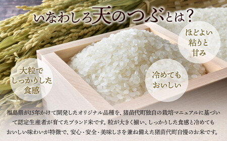 定期便 【3ヵ月連続】令和7年産 猪苗代町ブランド米 いなわしろ天のつぶ 10kg ｜ 米 お米 精米 白米 福島 大粒 寿司 和食