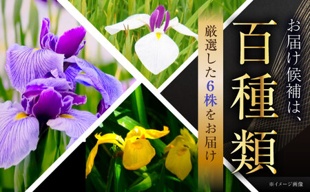 苗 【4月から11月発送】花しょうぶ（ジャパン アイリス）の苗 おまかせ6株 [AIAC001] 