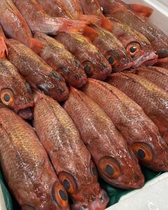 山陰浜田港水揚げ 幻の高級魚のどぐろ（鮮魚）ひと箱 【006_2049】