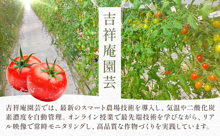 訳あり トマト 大玉 大玉トマト わけあり 2kg 吉祥庵園芸《11月上旬-6月上旬頃出荷》鹿児島県 さつま町 送料無料 野菜 トマト お取り寄せ