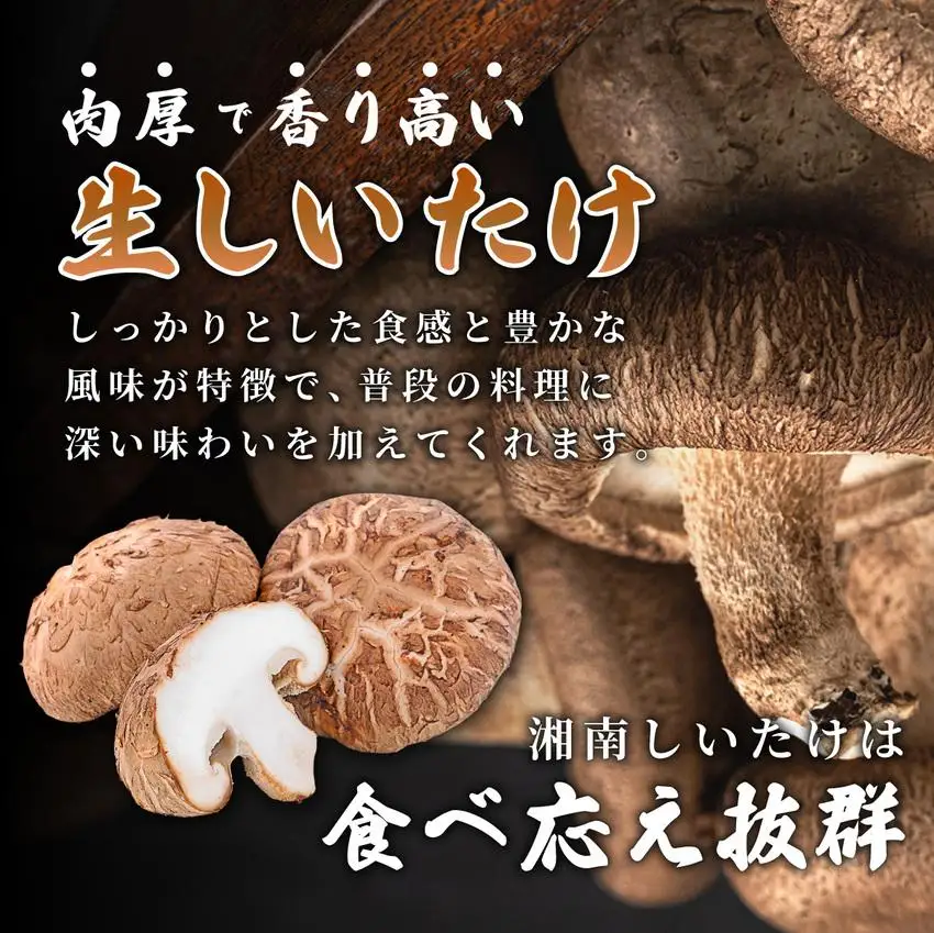 [5525-1108]訳あり 湘南しいたけ 生 しいたけ 1.5kg 規格外 訳アリ しいたけ シイタケ 椎茸 きのこ キノコ ヘルシー 栄養 肉厚 ジューシー フレッシュ 国産 産地直送 アレンジ BBQ バーベキュー 北海道 伊達市