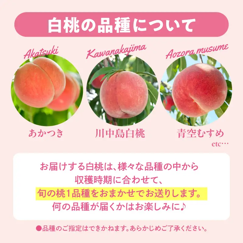 【2026年産】採れたて白桃(品種お任せ)約3kg (7～12玉)もも