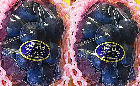 ぶどう 2026年 先行予約 オーロラブラック 2房(1房480g以上)　化粧箱