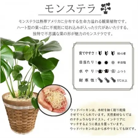 観葉植物 モンステラ 鉢植 バスケット リビング【1539924】