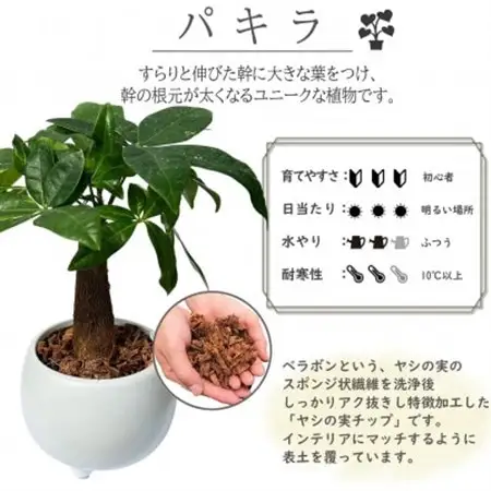 観葉植物　ミニ　パキラ　陶器　鉢植【1543947】