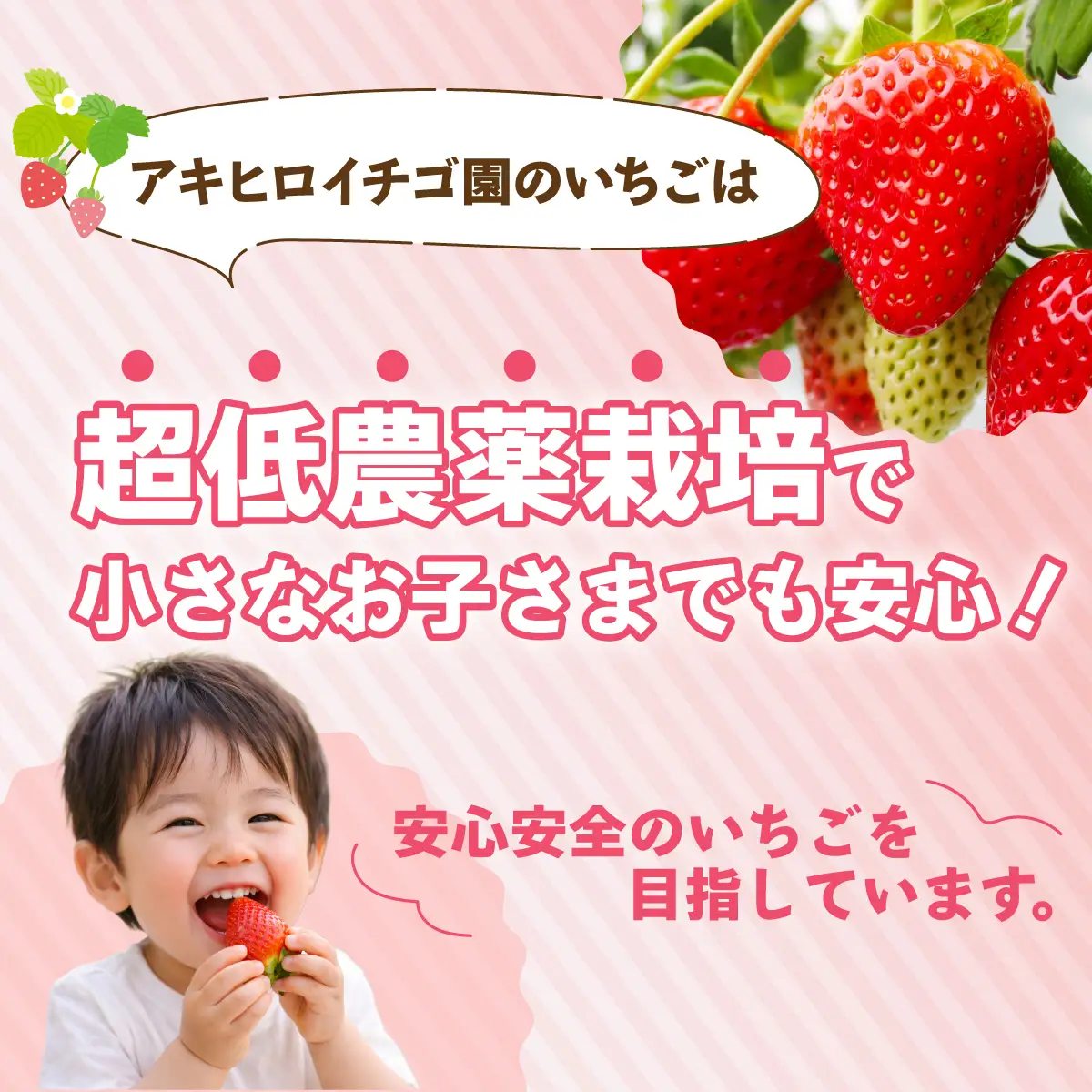 いちご やよいひめDX 800g（箱入り）いちご 群馬県 前橋市