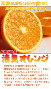 【ご家庭用訳アリ】紀州有田産清見オレンジ　7.5kg