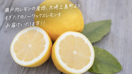 【先行予約】 もぎたてフレッシュ！ せとうちレモン 約3kg 2026年12月中旬～2027年1月発送 ワックス防腐剤不使用 皮まで丸ごと食べられる