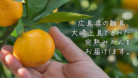 【先行予約】瀬戸内産 島の 完熟 みかん 詰め合わせ 5kg ( 45～55個程度 ) 【12月中旬～1月発送】