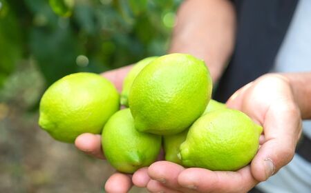 瀬戸内の ハウスグリーン レモン 約3kg【2026年8月以降発送】