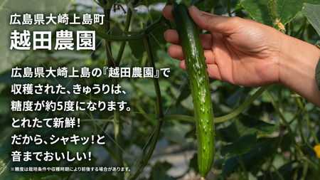 シャキッと美味しい！ きゅうり 約3kg 【2026年9月以降発送】