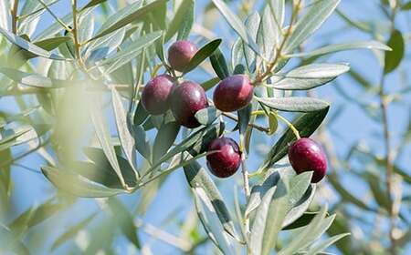 エクストラバージンオリーブオイル 45g×1本 先行予約 2025年10月下旬発送開始