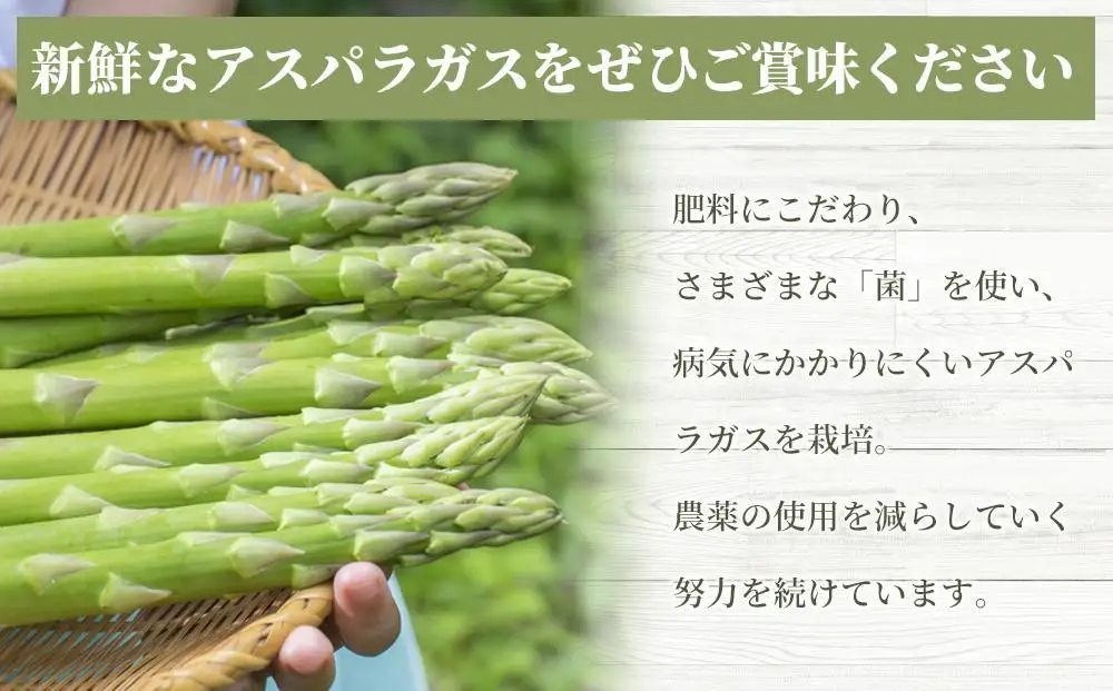 夏アスパラガス 1.5kg M・Lサイズ混在 2026年6月より順次発送