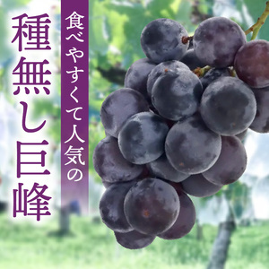 種無し巨峰 約3kg（約6～8房） 2026年 先行予約 種なしぶどう [098O03]