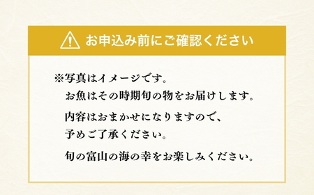 富山湾産 おまかせ干物セット「御」｜富山 干物セット 干物 詰め合わせ 冷凍 魚貝類 魚介類 海鮮 グルメ お取り寄せ 魚 詰合せ 朝食 おかず セット 国産 北陸 富山県 富山湾 魚津市 送料無料