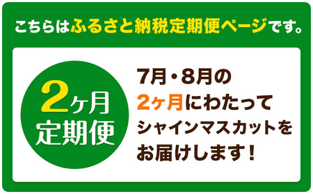 【2ヶ月定期便】ぶどう シャインマスカット 晴王 600g 1房 マスカット岡山《7月上旬-8月末頃出荷》岡山県 浅口市 送料無料 フルーツ 果物 マスカット お取り寄せフルーツ【配送不可地域あり】（北海道・沖縄・離島）