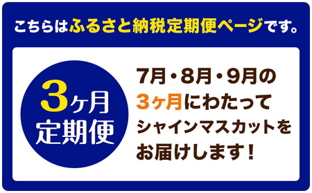 【3ヶ月定期便】ぶどう シャインマスカット 晴王 600g 1房マスカット岡山《7月上旬-9月末頃出荷》岡山県 浅口市 送料無料 フルーツ 果物 マスカット お取り寄せフルーツ【配送不可地域あり】（北海道・沖縄・離島）
