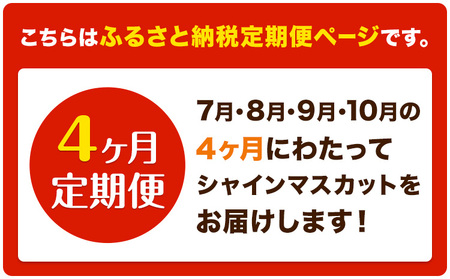 【4ヶ月定期便】ぶどう シャインマスカット 晴王 1.2kg 2房 マスカット岡山《7月上旬-10月末頃出荷》岡山県 浅口市 送料無料 フルーツ 果物 マスカット お取り寄せフルーツ【配送不可地域あり】（北海道・沖縄・離島）