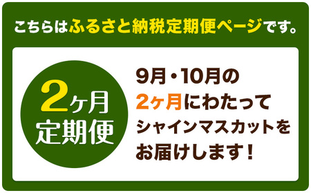 【2ヶ月定期便】ぶどう シャインマスカット 晴王 1.4kg 2房 マスカット岡山《9月上旬-10月末頃出荷》岡山県 浅口市 送料無料 フルーツ 果物 マスカット お取り寄せフルーツ【配送不可地域あり】（北海道・沖縄・離島）
