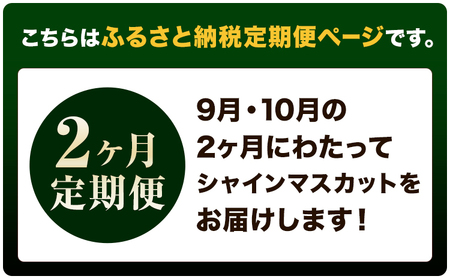 【先行予約】【2ヶ月定期便】ぶどう シャインマスカット 赤秀 プレミアム 晴王 600g 1房 マスカット岡山《9月上旬-10月末頃出荷》岡山県 浅口市 送料無料 フルーツ 果物 マスカット お取り寄せフルーツ【配送不可地域あり】（北海道・沖縄・離島）