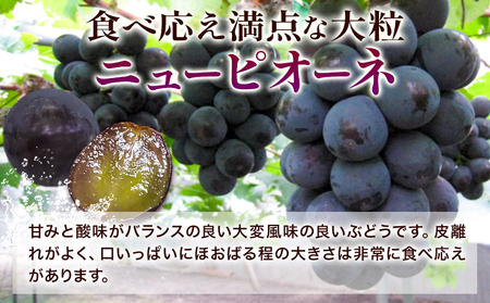 【2026年先行予約】ぶどう ニューピオーネ 2房(1房650g前後) たけまさぶどう園 《2026年7月中旬-10月中旬頃出荷》岡山県 浅口市 送料無料 フルーツ 果物 岡山県産 青果物 お取り寄せフルーツ【配送不可地域あり】（北海道・沖縄・離島）(離島) st-p
