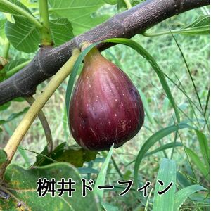 《2026年8～10月発送》いちじく（桝井ドーフィン） 1.2kg ／ 無花果 イチジク フルーツ 果物 くだもの 桝井ドーフィン ドーフィン 