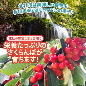 【2026年先行予約】山梨県北杜市産　旬の採れたてさくらんぼ　約1kg さくらんぼ 高砂 佐藤錦 紅秀峰 期間限定 数量限定 採れたて大粒 大玉 果物 くだもの 夏果実 サクランボ チェリー 高級 鉄分 山梨県 北杜市産  [h314]
