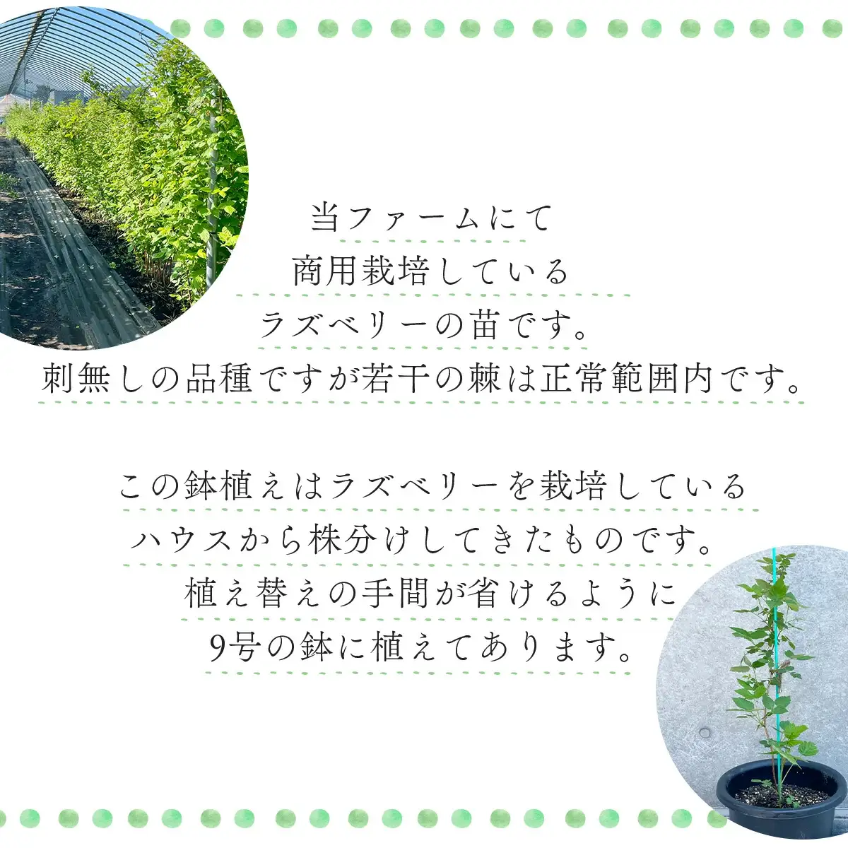 ラズベリー苗　150P7803