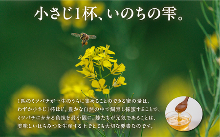数量限定！【kosaji】春はちみつ300g ボトル入り