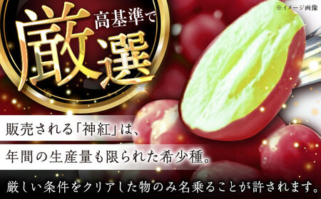 ぶどう【2026年8月初旬から順次発送】神紅 500g以上 [AIAA001] ぶどう
