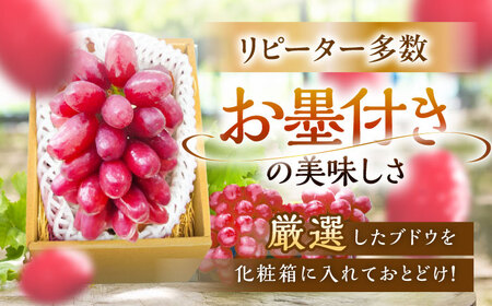 ぶどう 【2026年先行予約】【10個限定】【贈答用】クイーンセブン 1房（約350g） [AIAB007] ぶどう