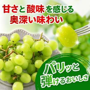 【先行予約】 【定期便】 令和8年産 大玉 シャインマスカット 2房 ( 1.4kg ) × 2回 2026年9月下旬頃～お届け予定