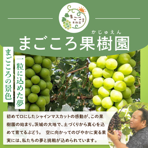【2026年9月中旬より順次発送】令和7年度 茨城県生産力向上共励会 特別賞受賞！糖度約20～22度！美味しさにこだわったシャインマスカット（約700g）1房 化学肥料不使用 農家直送【葡萄 ぶどう マスカット フルーツ 果物 くだもの 水戸市 水戸 茨城県】（GG-21）