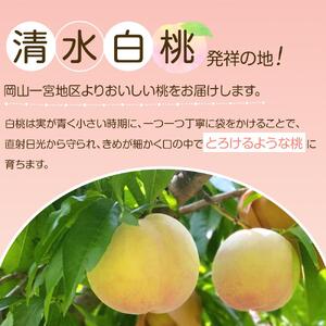 岡山市産 白桃 ご家庭用 約1.5kg 5~6玉 ＜2026年7月上旬～8月下旬頃出荷＞