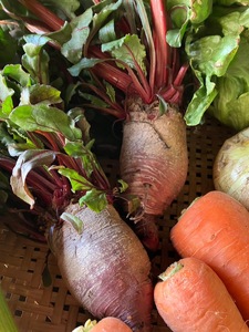 丸山農園の野菜セット 中セット 3~4人用 おまかせ 6?8品目 無農薬 くらしを耕す会 野菜 やさい サラダ 健康 人参 玉ねぎ 大根