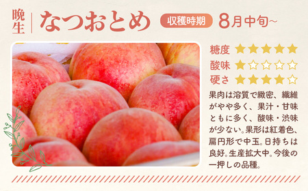 もも【なつおとめ・2026年産】特秀1.2kg　桑折町産　JAふくしま未来　桃 ／ もも モモ 果物 フルーツ 旬 甘い 甘み ジューシー 果肉 果汁 新鮮 フレッシュ デザート おいしい 産地直送 桑折 こおり こおりまち 福島県 特産品 No.226