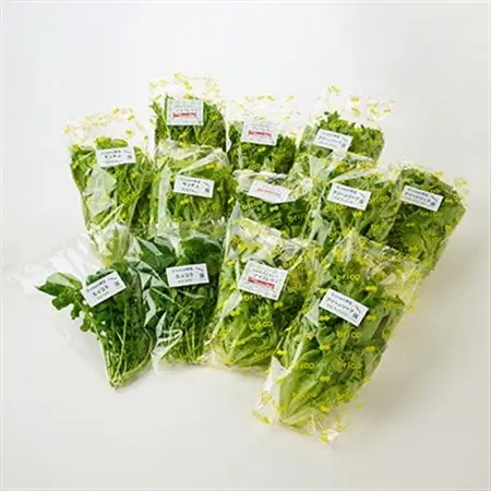 【毎月定期便】G Line brio レタス12パックセット全3回【配送不可地域：離島】【4056843】