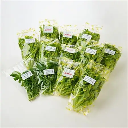 【毎月定期便】G Line brio レタス12パックセット全6回【配送不可地域：離島】【4056844】