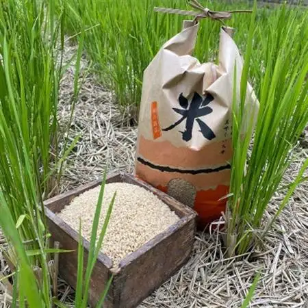 【先行受付】山間の清流を引き込んだ田んぼで作った「きぬむすめ玄米」5kg(令和8年産)【1573255】