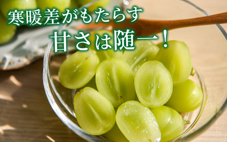ぶどう (シャインマスカット) 約1kg (2房)｜ ぶどう 【2026年8月順次発送】