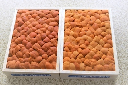 エゾバフンウニバラ詰め(赤系)140～150g×1折 A-71047