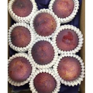 ＜2026年発送先行予約＞高級すもも「貴陽」9-11玉 ALPCZ002