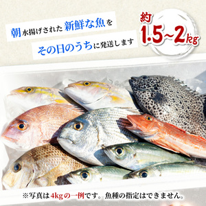 産地直送！ 海陽町より旬の魚をお届け！ 鮮魚セット お試し 約1.5～2kg 詰め合わせ