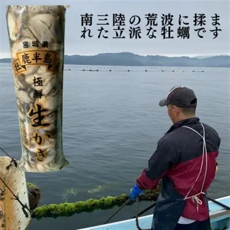 宮城県牡鹿半島産　鮮生牡蠣　500g×3_魚介・海産物 牡蠣（カキ） 貝 かき_【配送不可地域：離島・沖縄県・九州】【1550906】