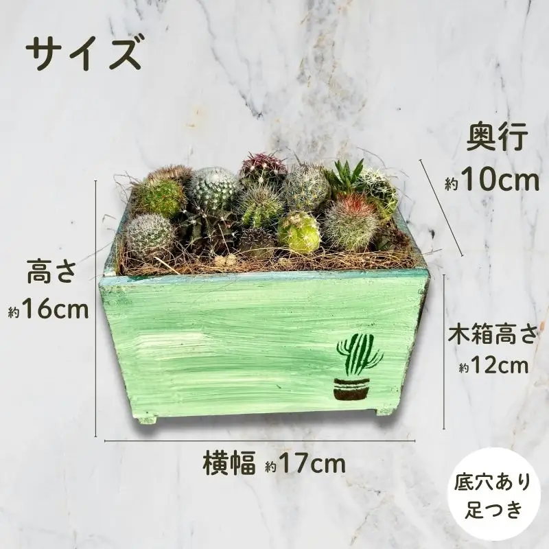 サボテンの寄せ植えアレンジ ／ aju succulent 植物 インテリア ガーデニング 15種 そのまま飾れる プレゼント ギフト 奈良県 葛城市【ajus010】