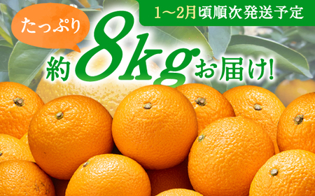 AA091.【予約受付・期間限定商品】福岡柑橘王国・スイートスプリング／約8kg(2027年1月～2月配送予定）