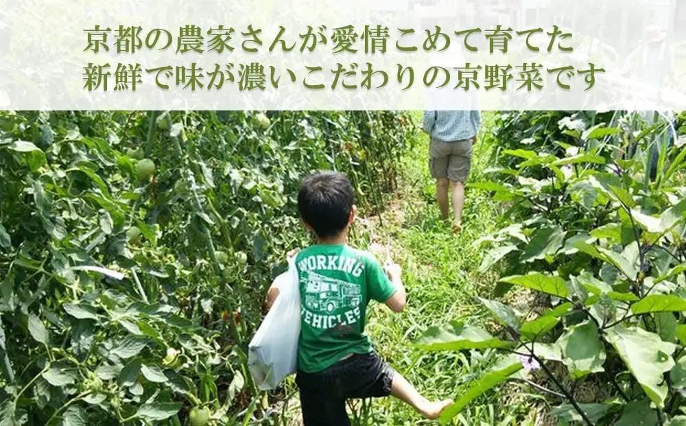 〈6ヶ月定期便〉【アスカ有機農園】旬のこだわり京野菜セットS